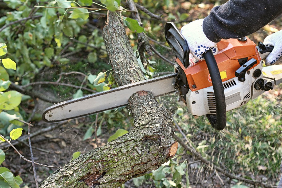 RayTheTreeGuy's tweet image. We have the perfect tools to remove any problem trees from your yard down to the stump. Visit our website for more information!
 
#TreeTakeDown #TreeRemoval bit.ly/3fmCvlv