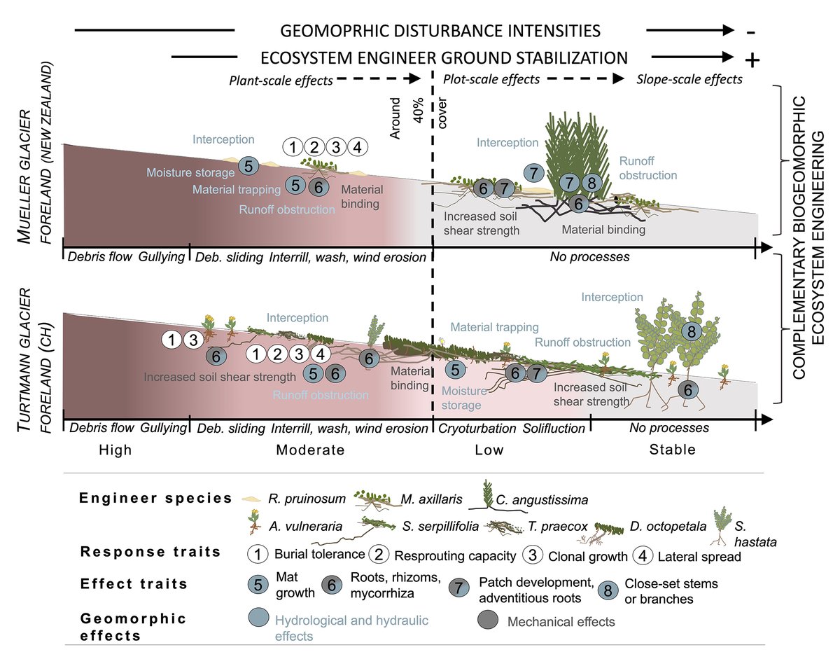 ESAEcosphere's tweet photo. From our Ecology of #CriticalZones track:
On #GlacierForelands throughout the world, similar #biogeomorphic succession plays out
https://t.co/JO4Bi2fPYy
#EcosystemEngineering #Traits #BiogeomorphicEcosystem #OpenAccess @AlpineBiogeo @draebing @Nele_Meyer1 @UU_PhysGeog @unibt https://t.co/ZbBTwk64mh