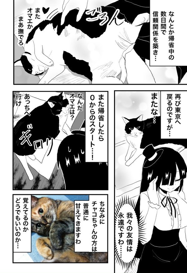 実家の猫ちゃん漫画(再掲)
 #猫の日 