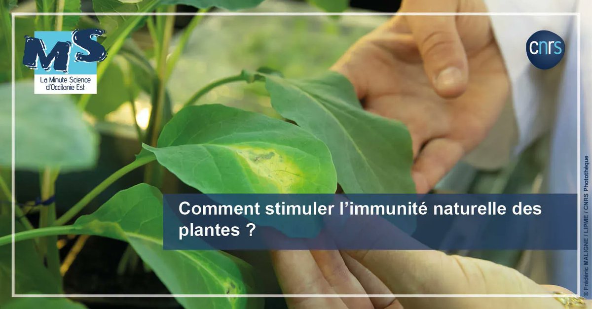 CNRS_OccitaniE's tweet image. 🌱   #MinuteScience | Des scientifiques de l' @INRAE_France, du @CNRS, et de l' @InsermOccMed ont "appris" au riz à utiliser un leurre qu'il possède naturellement pour se protéger d'attaques de pathogènes. 

➡️  buff.ly/3E1ovXp  
 
#CBS @INSB_CNRS @umontpellier