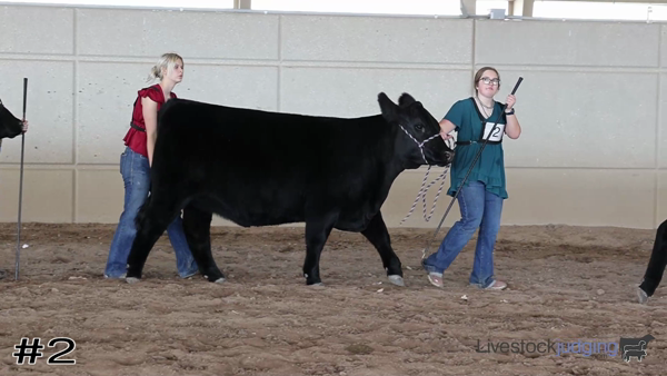 New class of breeding heifers from Flint Hills...

livestockjudging.com/practice/?id=1…

#livestockjudging