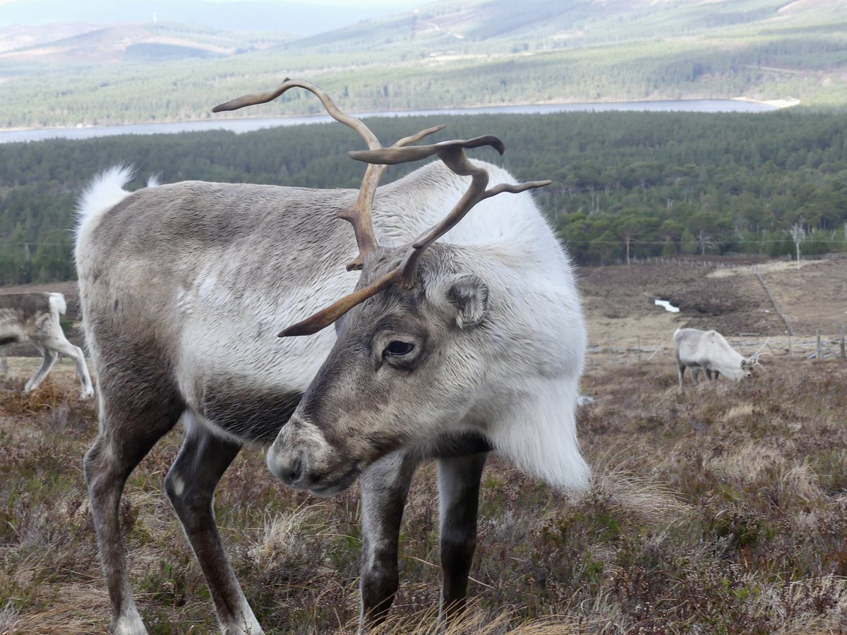 JoshsWildlife's tweet image. I enjoyed spending time with the Cairngorm Reindeer Herd, Britain's only free-ranging herd of reindeer.

@cairngormsnews @ReindeerHerd #reindeer #reindeers #TwitterNature