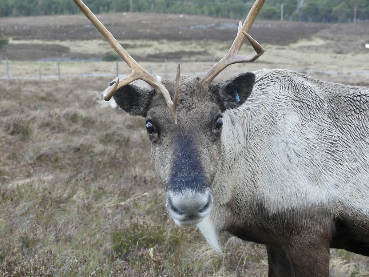 JoshsWildlife's tweet image. I enjoyed spending time with the Cairngorm Reindeer Herd, Britain's only free-ranging herd of reindeer.

@cairngormsnews @ReindeerHerd #reindeer #reindeers #TwitterNature