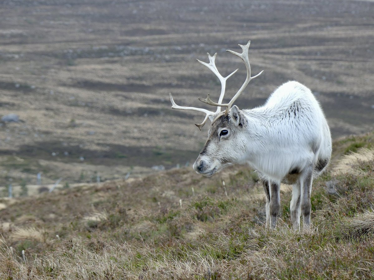 JoshsWildlife's tweet image. I enjoyed spending time with the Cairngorm Reindeer Herd, Britain's only free-ranging herd of reindeer.

@cairngormsnews @ReindeerHerd #reindeer #reindeers #TwitterNature