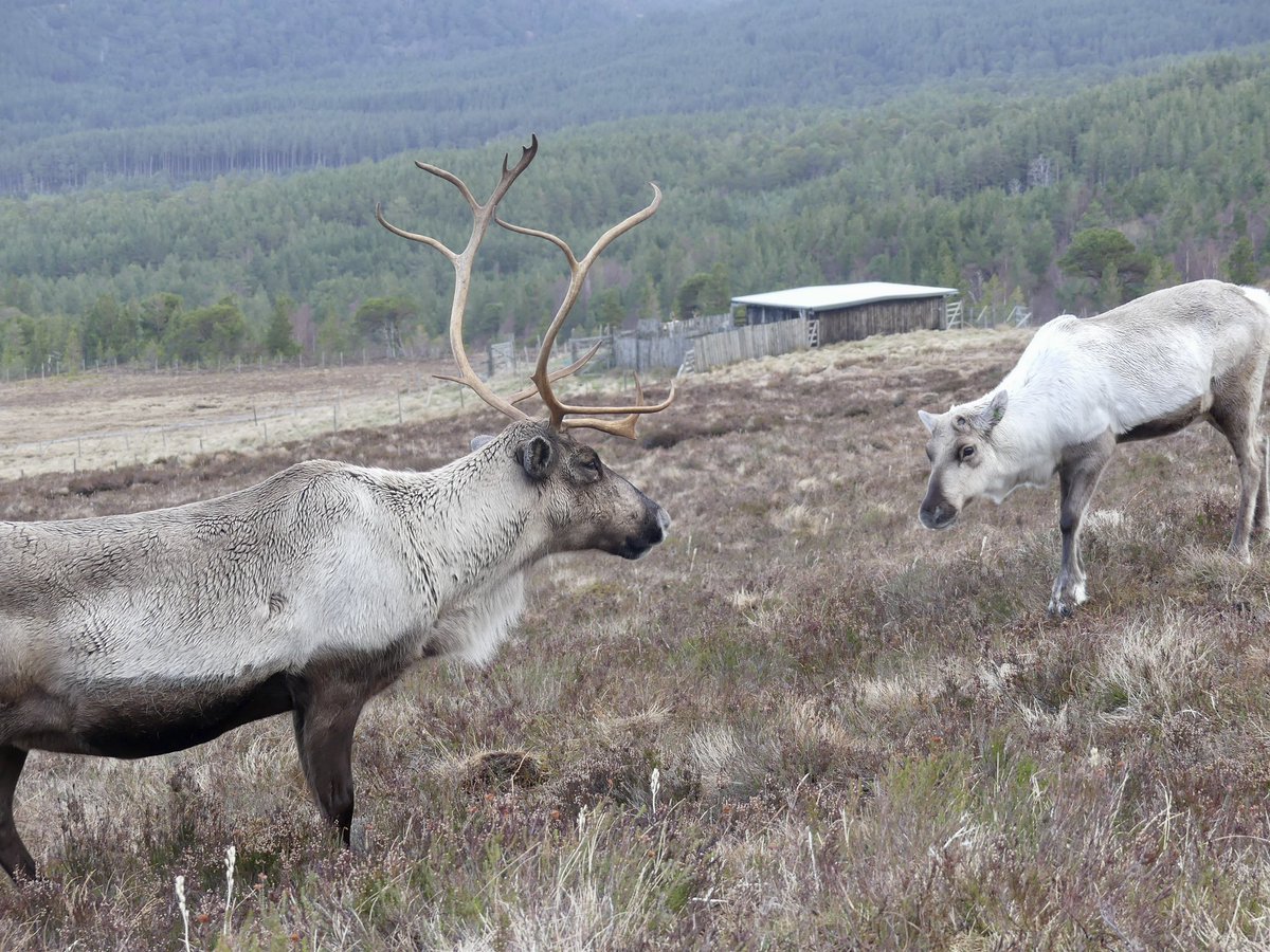 JoshsWildlife's tweet image. I enjoyed spending time with the Cairngorm Reindeer Herd, Britain's only free-ranging herd of reindeer.

@cairngormsnews @ReindeerHerd #reindeer #reindeers #TwitterNature
