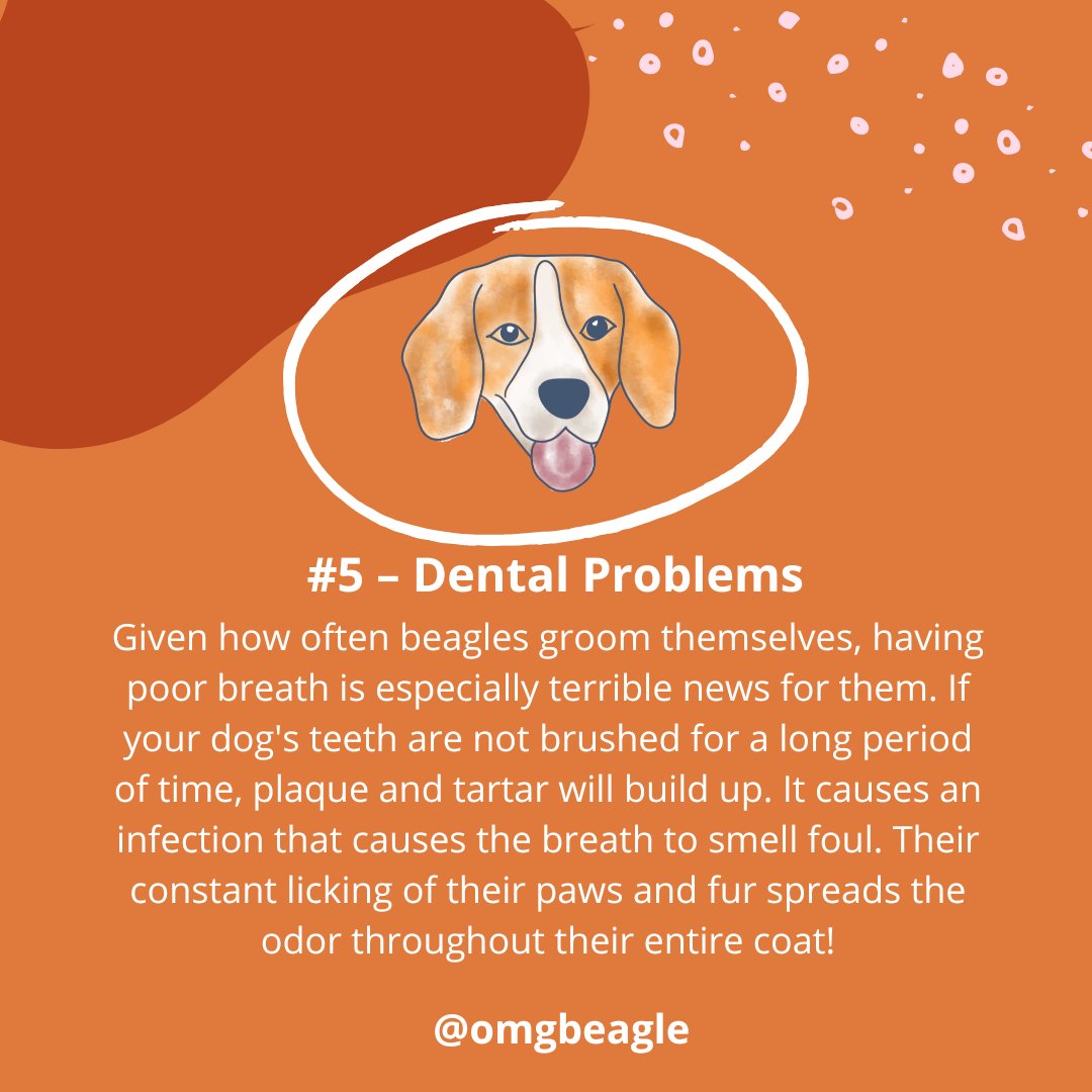 OMGBeagle's tweet photo. Part 5

For a variety of reasons, beagles are very unpleasant to smell. Some are brought on by medical conditions or health problems, while others are bred into the breed.

Here are the top 5 causes of your beagle's unpleasant odor:

#OMGBeagle #beagle #beaglefacts #beaglecare https://t.co/Ugl7uE5c7u