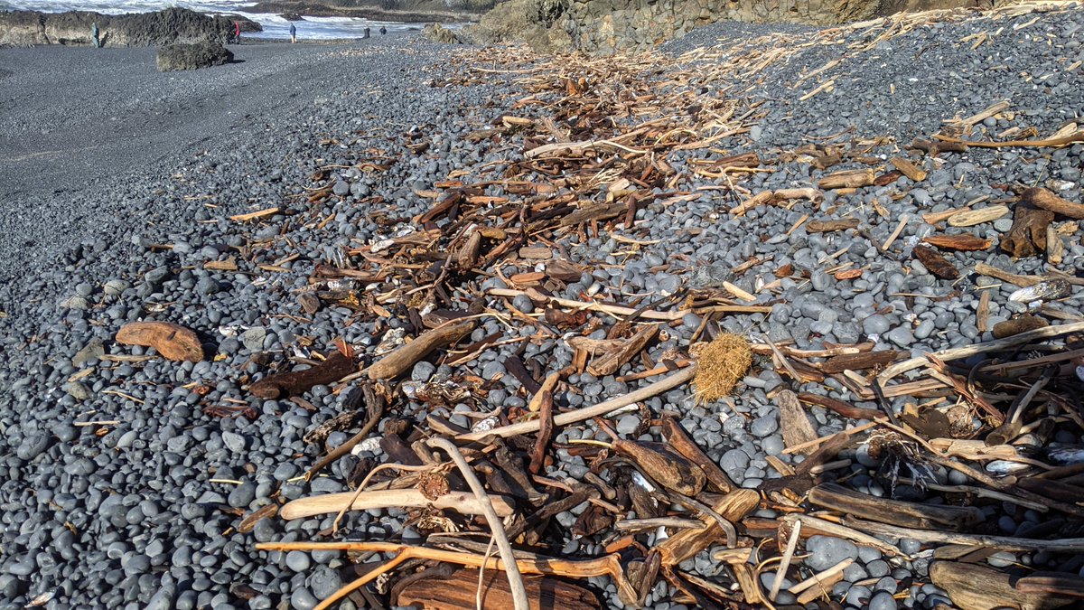 BLMOregon's tweet photo. Everyone meet Ranger Stacy!
Ranger Stacy is one of our best wrack line detectives. 🕵 The wrack line (aka a line of debris left on the beach by the last high tide) is riddled with clues about what lies beneath the waves. You just need a sharp eye! #TidepoolTuesday https://t.co/xWTXt7Upo3