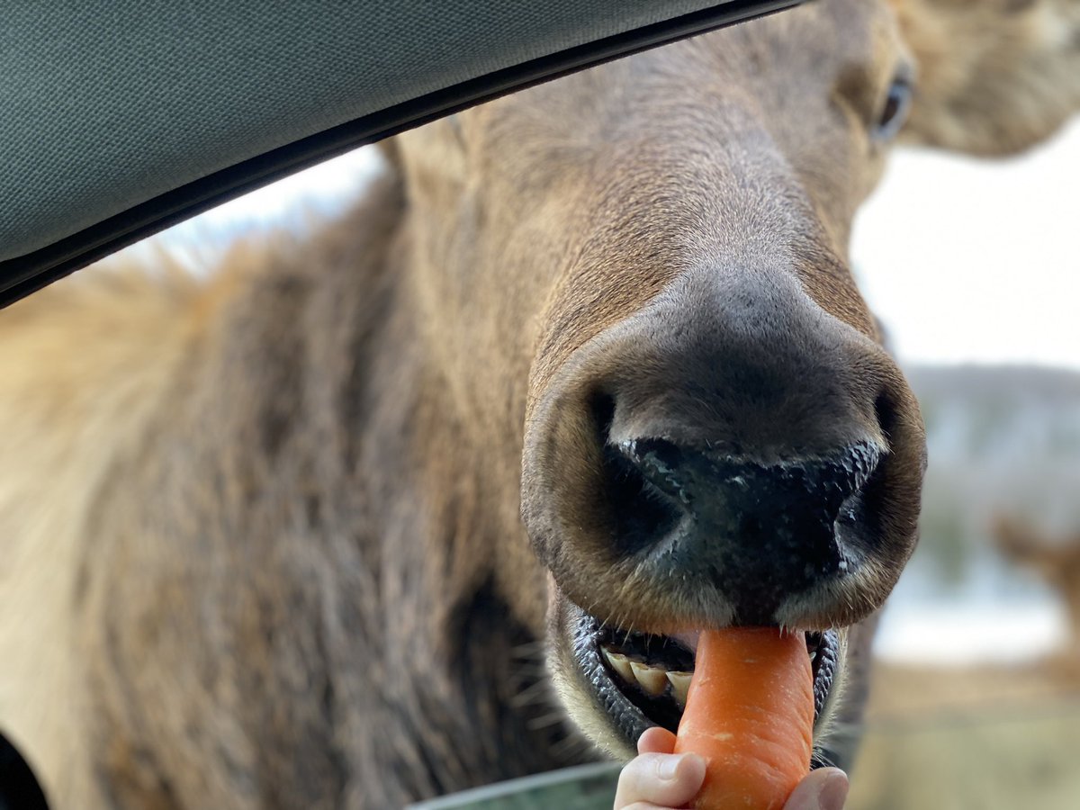 Marc_Theriault's tweet image. After seeing @Guy_Theriault &amp;amp; @rolandbastphoto outing at #ParcOmega @parc_omega. I was inspired to take my family out for a great #OutaouaisFun experience on #FamilyDay2023 with @zoeashburian @gingras_caro
