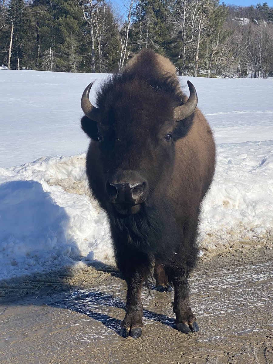 Marc_Theriault's tweet image. After seeing @Guy_Theriault &amp;amp; @rolandbastphoto outing at #ParcOmega @parc_omega. I was inspired to take my family out for a great #OutaouaisFun experience on #FamilyDay2023 with @zoeashburian @gingras_caro