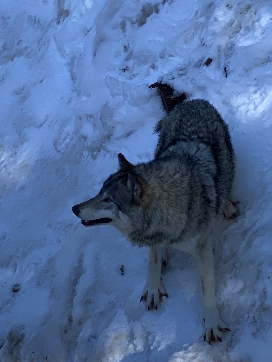 Marc_Theriault's tweet image. After seeing @Guy_Theriault &amp;amp; @rolandbastphoto outing at #ParcOmega @parc_omega. I was inspired to take my family out for a great #OutaouaisFun experience on #FamilyDay2023 with @zoeashburian @gingras_caro