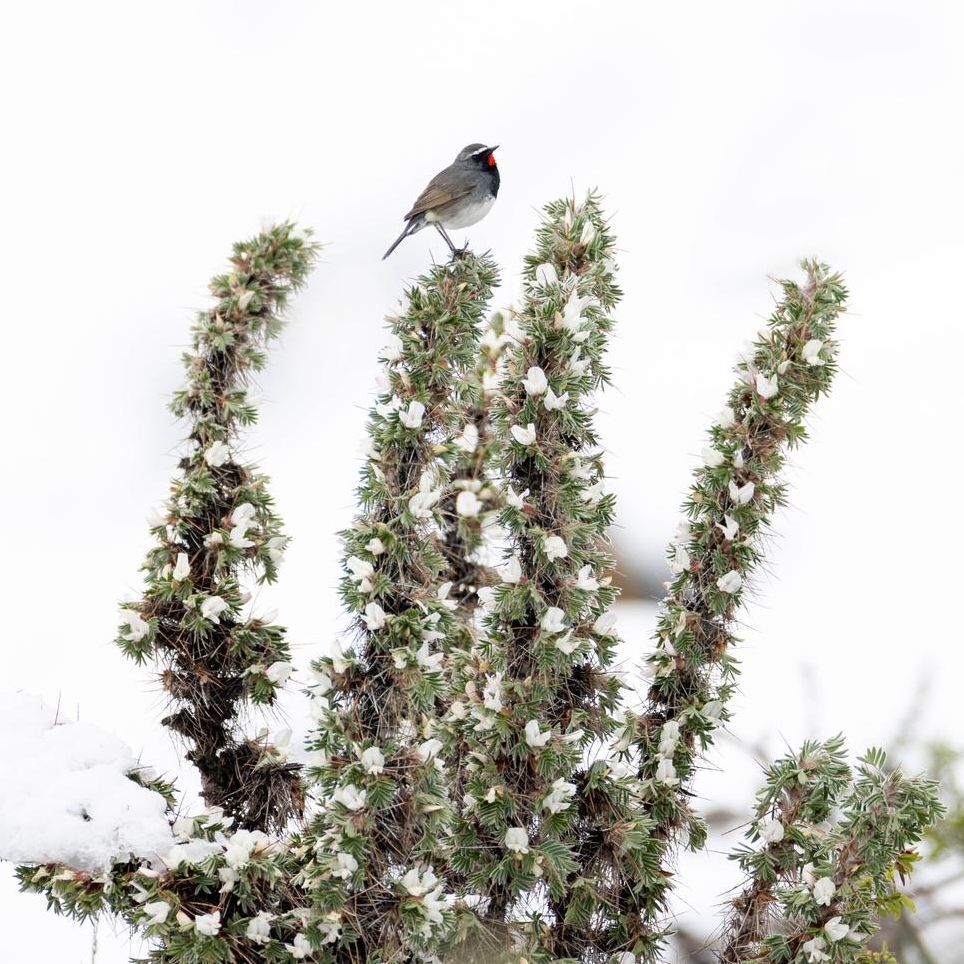 Eiwawar's tweet photo. If there's one bird I was excited to see in Central Asia, that's this one: Himalayan rubythroat! Such a stunner, in a mountain environment that's just as beautiful. It was awesome ❤
#kyrgyzstan #centralasia #tianshan #himalayanrubythroat https://t.co/feCIqsITHP https://t.co/DUjsljvFrc
