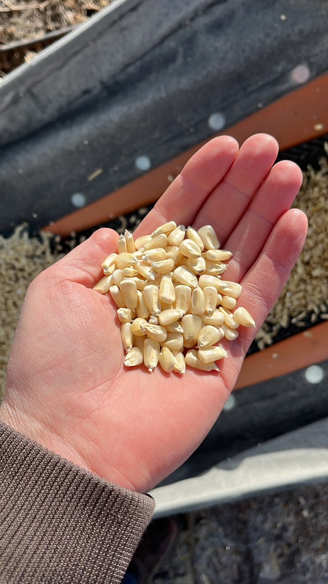 🇺🇸🌽Andy Jobman🌽🇺🇸 tweet media