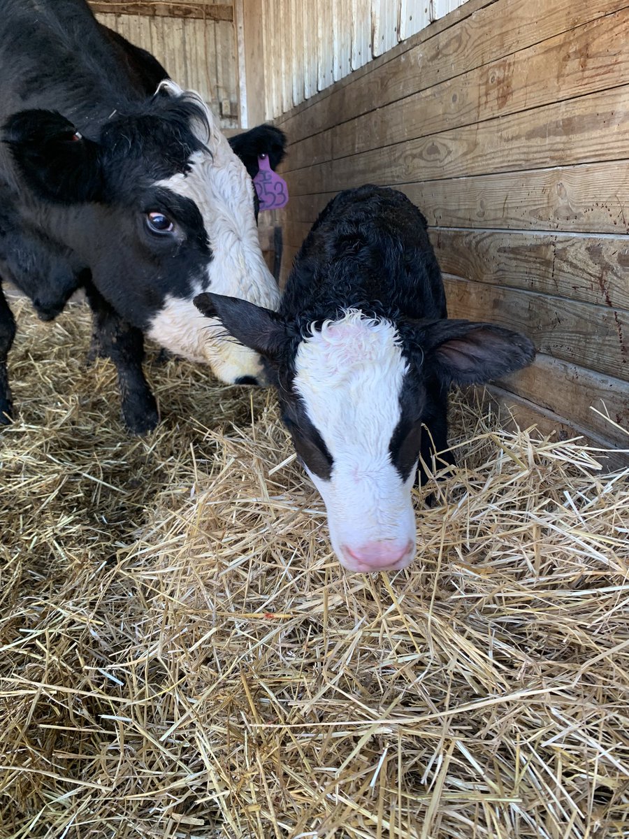 I’m guessing this little girl won’t leave the farm…
<a href="/CayleyGrable/">Cayley Grable</a>