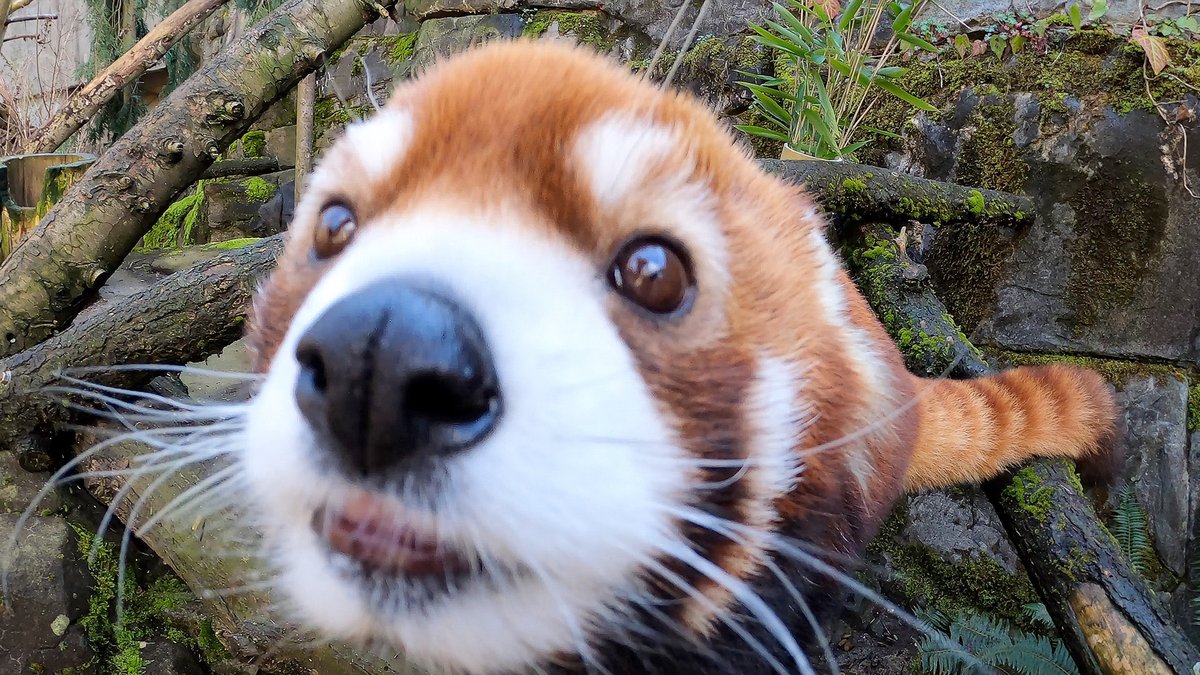 OregonZoo's tweet photo. Moshu is comet https://t.co/kBzMxdMLvx