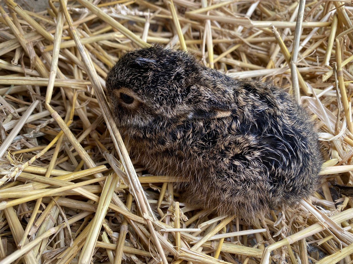 DierenAmsterdam's tweet image. Haas op je pad

Er zijn weer jonge haasjes, geboren in een "leger" d.w.z. in het open veld. Vaak een witte vlek op hun koppie, volledig behaard en hun oogjes open. Moeder komt hen 2 keer per dag bezoeken. Laat ze liggen, raak ze niet aan!

dier.nu/dierenweetjes-…