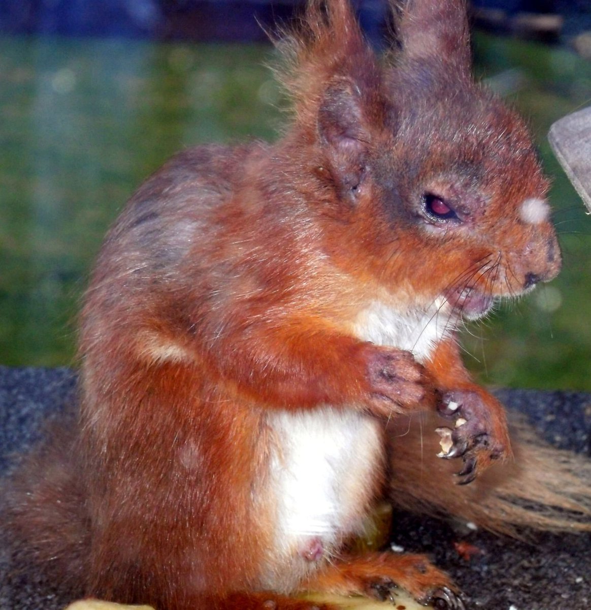 Welshsquirrels's tweet photo. What an amazing response to the petition. Thank you for signing. Although the ask is to the Welsh Government, the virus affects red squirrels in Scotland, England and Ireland too. This example is an animal in northern Cumbria. Heart-breaking. Lets end this
https://t.co/2DC5oBfuT8 https://t.co/RMvn8TvQqo