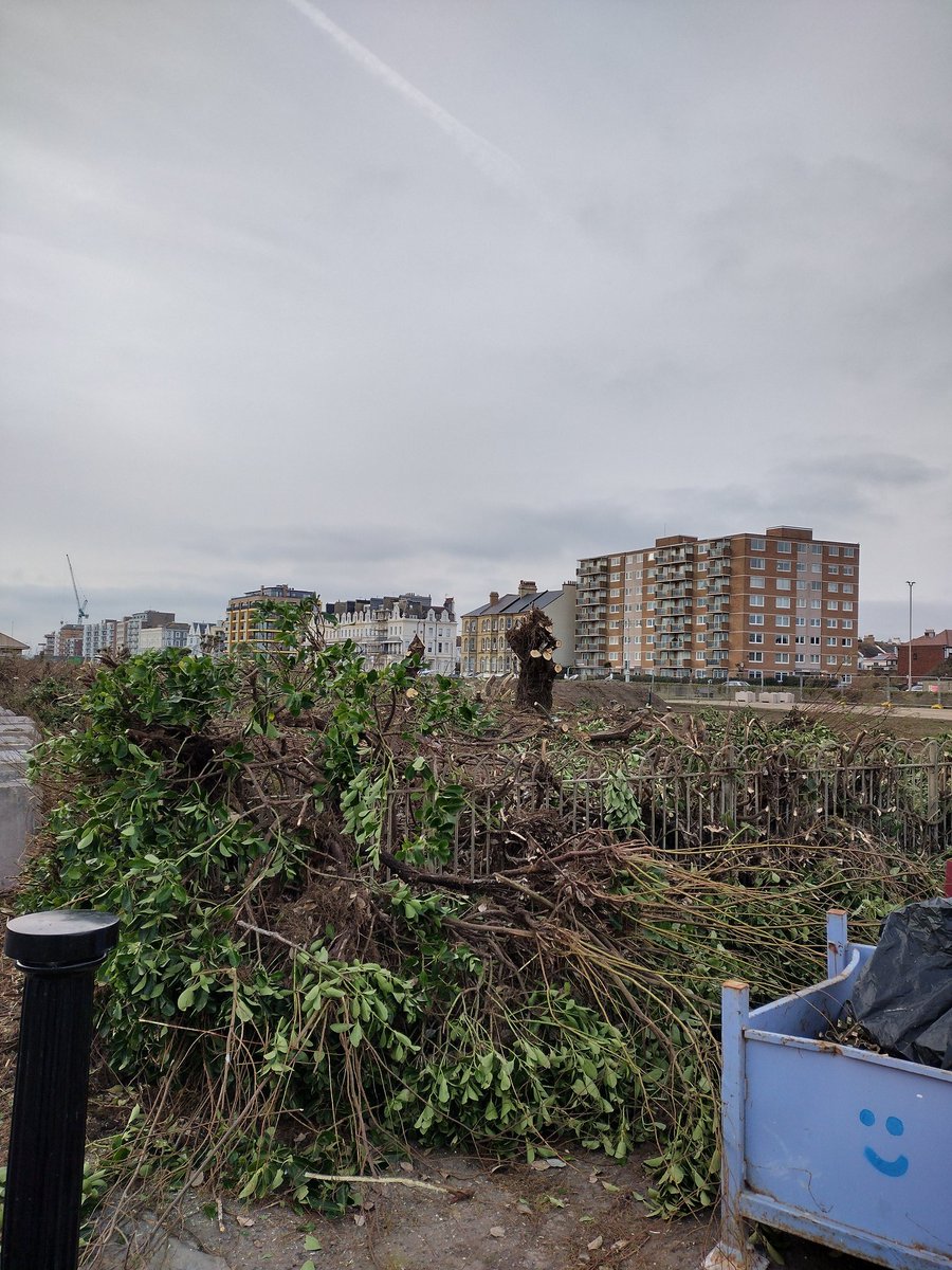 Prime nesting habitat destroyed by Brighton and Hove City 'Green' council vandals. Sparrows roosting in here last week 😢