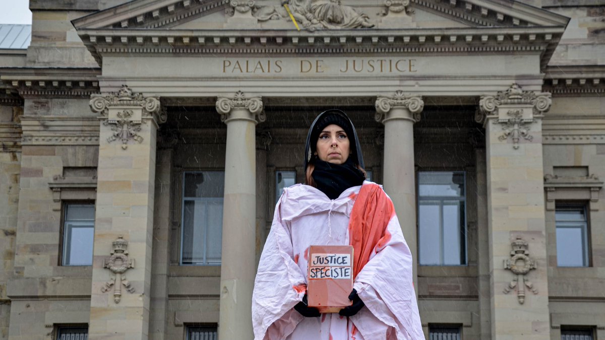 Même si la loi progresse vers plus de protection pour le bien-être animal, nos amis les bêtes n'ont toujours pas de droits à proprement parler. Avec mes collègues @LLlavori et Delphine Schiltz, j'ai réalisé un podcast sur le sujet.

À écouter ici: cuej.info/mini-sites/ani…