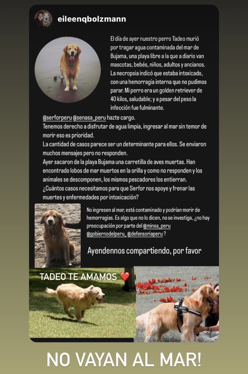4evaaa7's tweet photo. Tadeo murió por tomar agua contaminada del mar de Bujama @SerforPeru @Senasa_Peru hazte cargo! https://t.co/aV9BaFTANH
