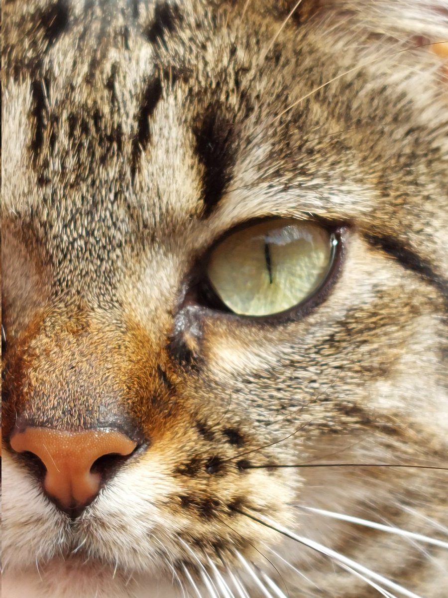 Migas_Princesa's tweet photo. I suspect my father wants to change my name to 'Stand Still'.
I will not obey!
#CatsOnTwitter #CatsofTwittter
#masterofmydomain #wontchangemyname
#standforMigas https://t.co/ofWmK4GCoZ