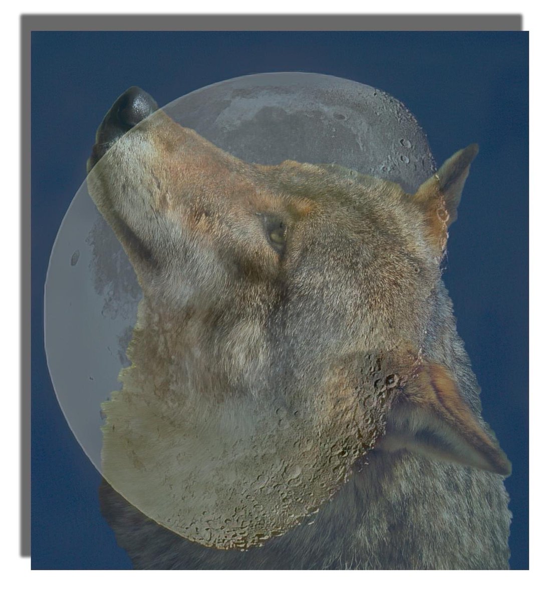 buteographygir1's tweet image. Been learning double exposure techniques at the camera club … not sure about the hand one though its a bit creepy! #doubleexposure #funphotography #horse #wolf #moon
