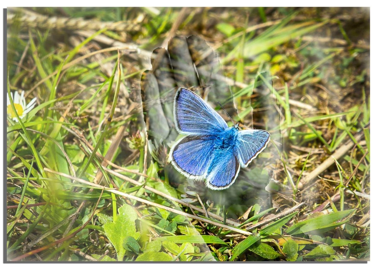 buteographygir1's tweet image. Been learning double exposure techniques at the camera club … not sure about the hand one though its a bit creepy! #doubleexposure #funphotography #horse #wolf #moon