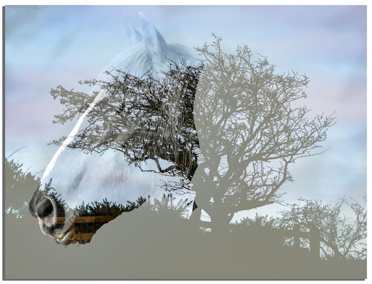 buteographygir1's tweet image. Been learning double exposure techniques at the camera club … not sure about the hand one though its a bit creepy! #doubleexposure #funphotography #horse #wolf #moon