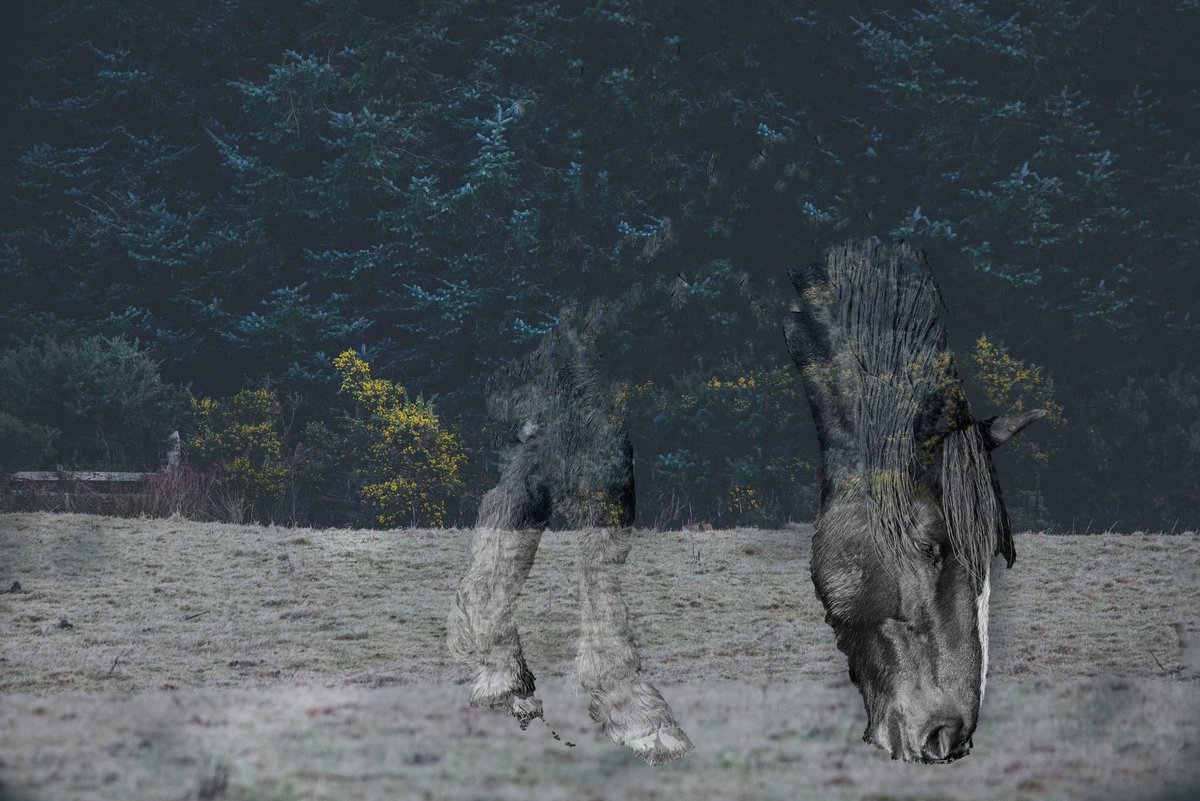 buteographygir1's tweet image. Been learning double exposure techniques at the camera club … not sure about the hand one though its a bit creepy! #doubleexposure #funphotography #horse #wolf #moon