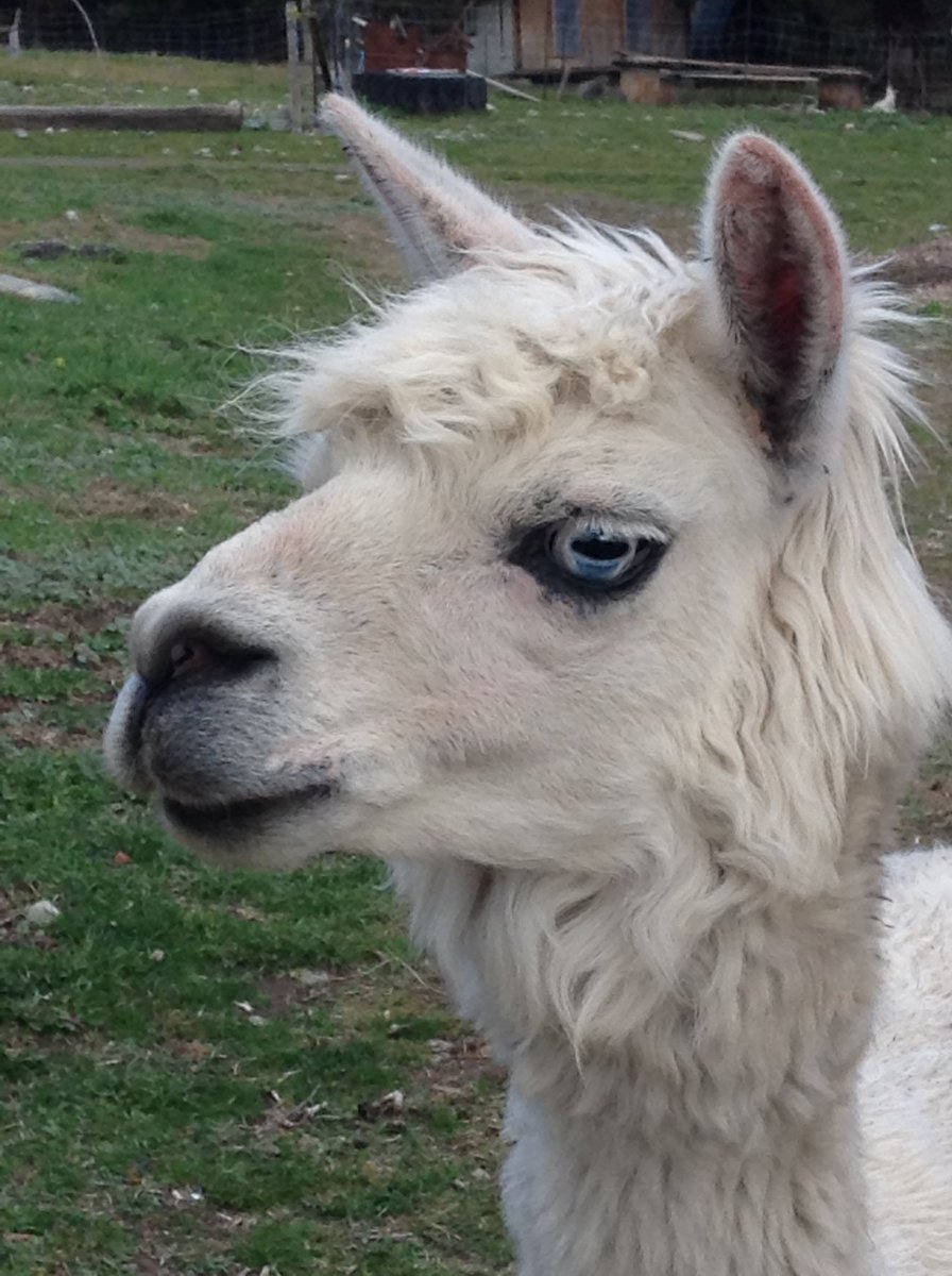 Aurelian Giles tweet media