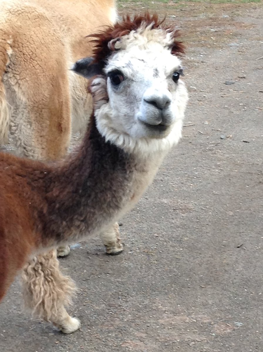 Aurelian Giles tweet media