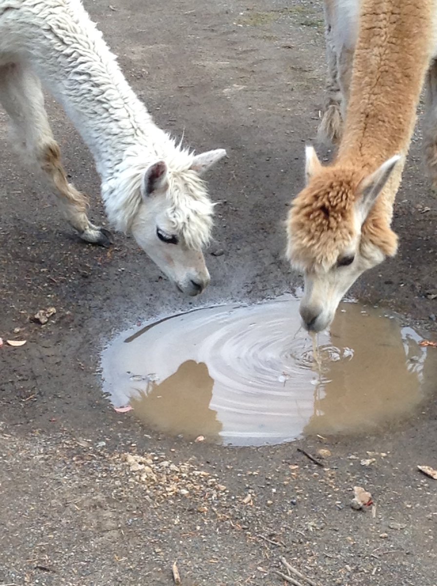 Aurelian Giles tweet media