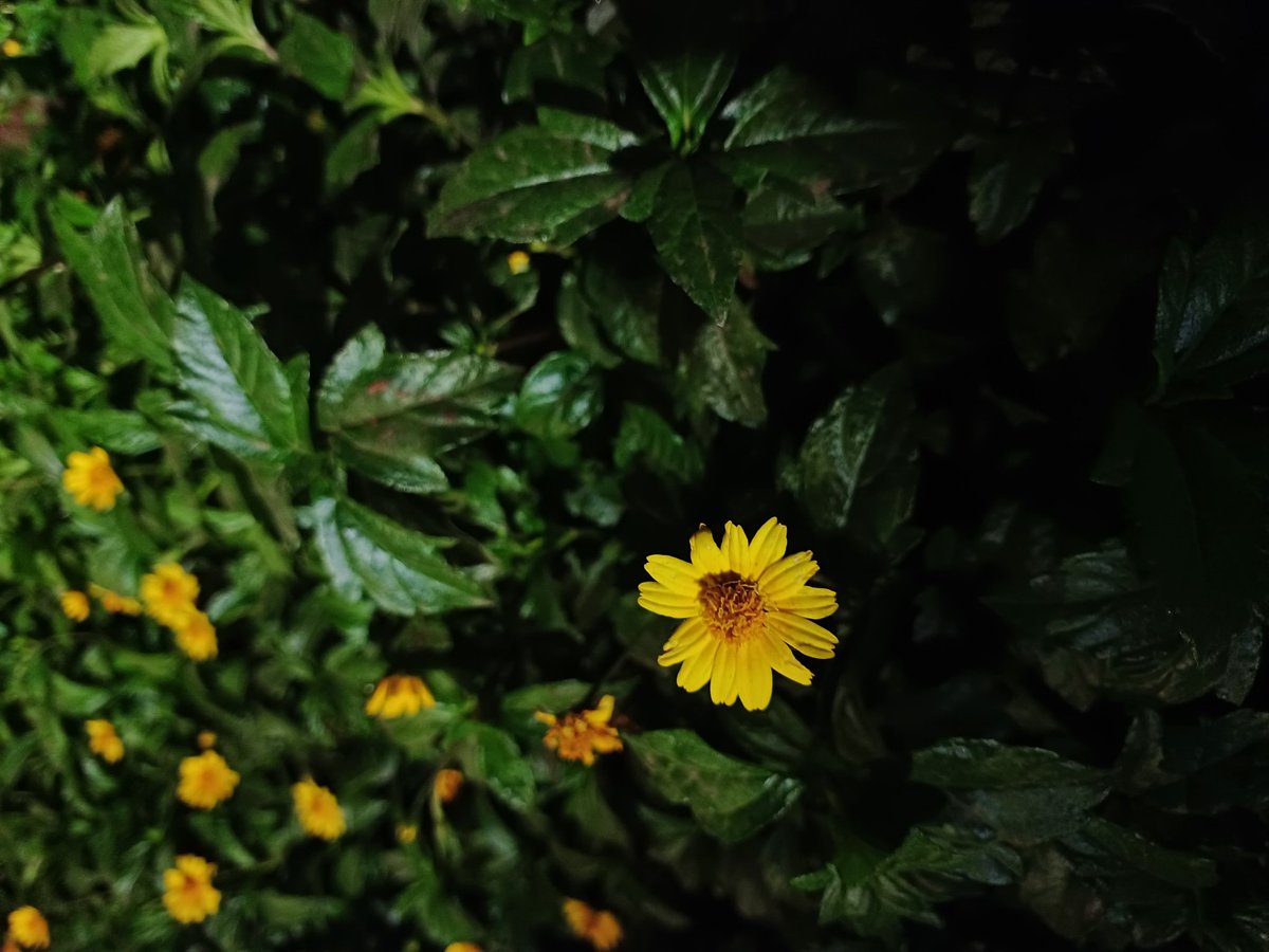 suchisi23's tweet photo. ❤️😇
#Flowers #photography #Twitter #Odisha #India https://t.co/rsAqocpBHG