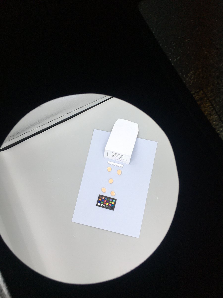 GrumpieKate's tweet photo. 🧬Preparations for the first #lupin 🌱#fieldtrial within @pulses_increase for this year have started! 
Step 1: 🫘seeds photo📸-phenotyping and packing 😄
#whitelupin #field #trial #pulses #phenotyping #agrobiodiveristy #biodiversity #farming https://t.co/s94KL2tKij