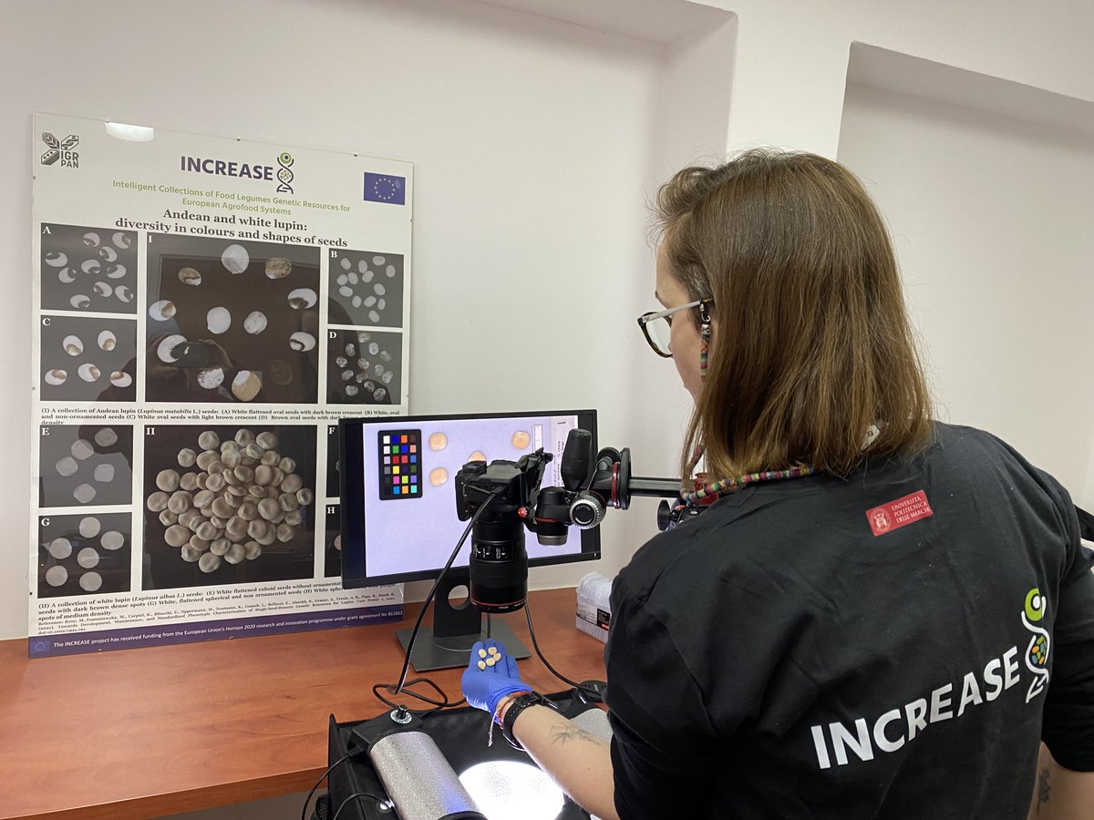 GrumpieKate's tweet photo. 🧬Preparations for the first #lupin 🌱#fieldtrial within @pulses_increase for this year have started! 
Step 1: 🫘seeds photo📸-phenotyping and packing 😄
#whitelupin #field #trial #pulses #phenotyping #agrobiodiveristy #biodiversity #farming https://t.co/s94KL2tKij