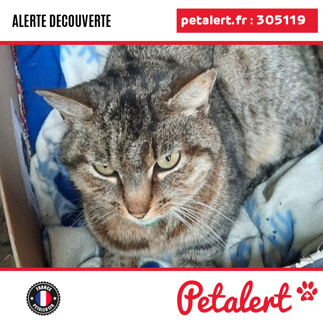 petalert_france's tweet photo. Trouvé #Chat #Mayenne #PreeDAnjou #Petalert #PetAlert53 / https://t.co/MezJoxGXHX https://t.co/XhKXNJD0UU