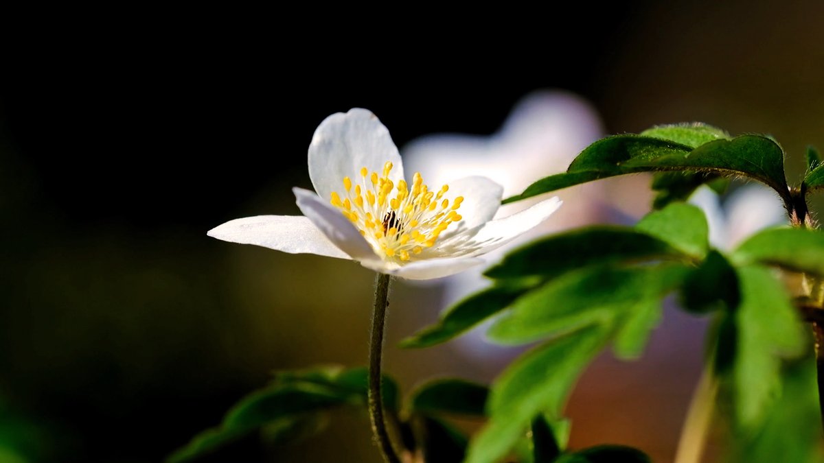 MusicMvcrea's tweet photo. Nouvelle vidéo sur ma chaîne YouTube! J'espère qu'elle te plaira ! ♥
New video on my YouTube channel! I hope you will like it! ♥
https://t.co/v0Im1rxR57
---
#musicandvideo #whitepetals #nature #flowerlovers #Flowers #flower #keysofmoonmusic #morning #pianomusic #relaxingmusic https://t.co/TsBDbXuYkc
