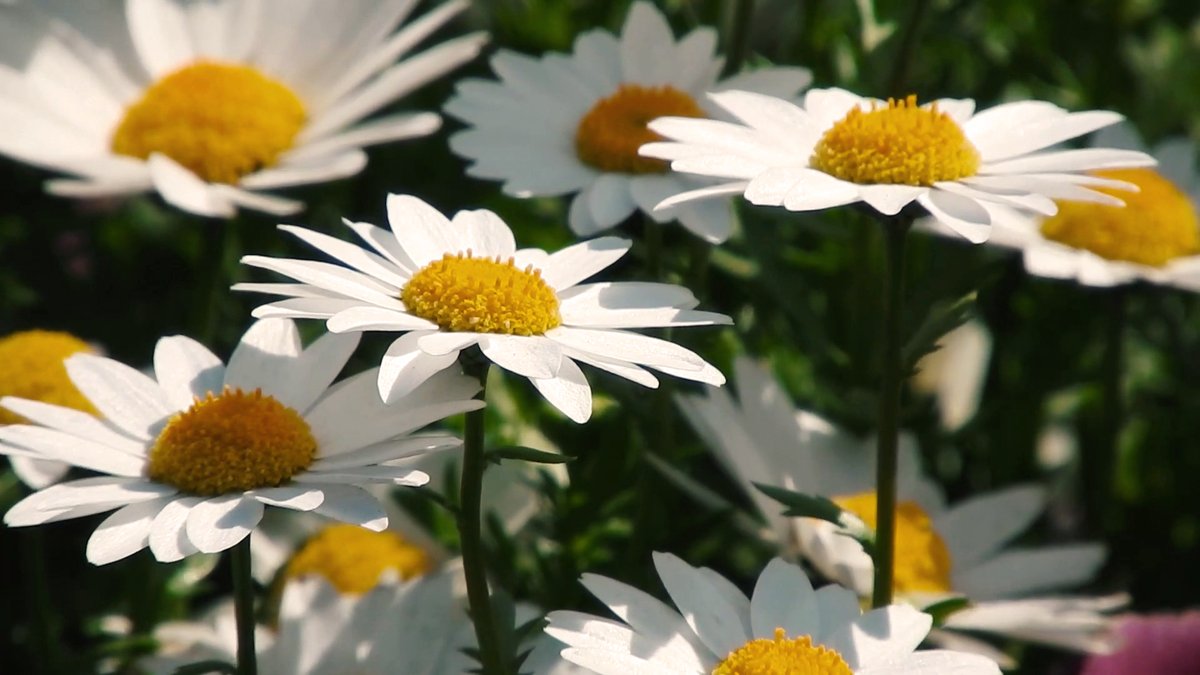 MusicMvcrea's tweet photo. Nouvelle vidéo sur ma chaîne YouTube! J'espère qu'elle te plaira ! ♥
New video on my YouTube channel! I hope you will like it! ♥
https://t.co/v0Im1rxR57
---
#musicandvideo #whitepetals #nature #flowerlovers #Flowers #flower #keysofmoonmusic #morning #pianomusic #relaxingmusic https://t.co/TsBDbXuYkc