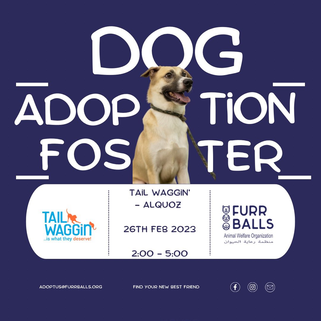 para_ae's tweet photo. #AdoptDontShop #adoptionday #ADOPTION  #mydubai  join us this sunday. .
Please spread the word💜 https://t.co/34KtANIhpU