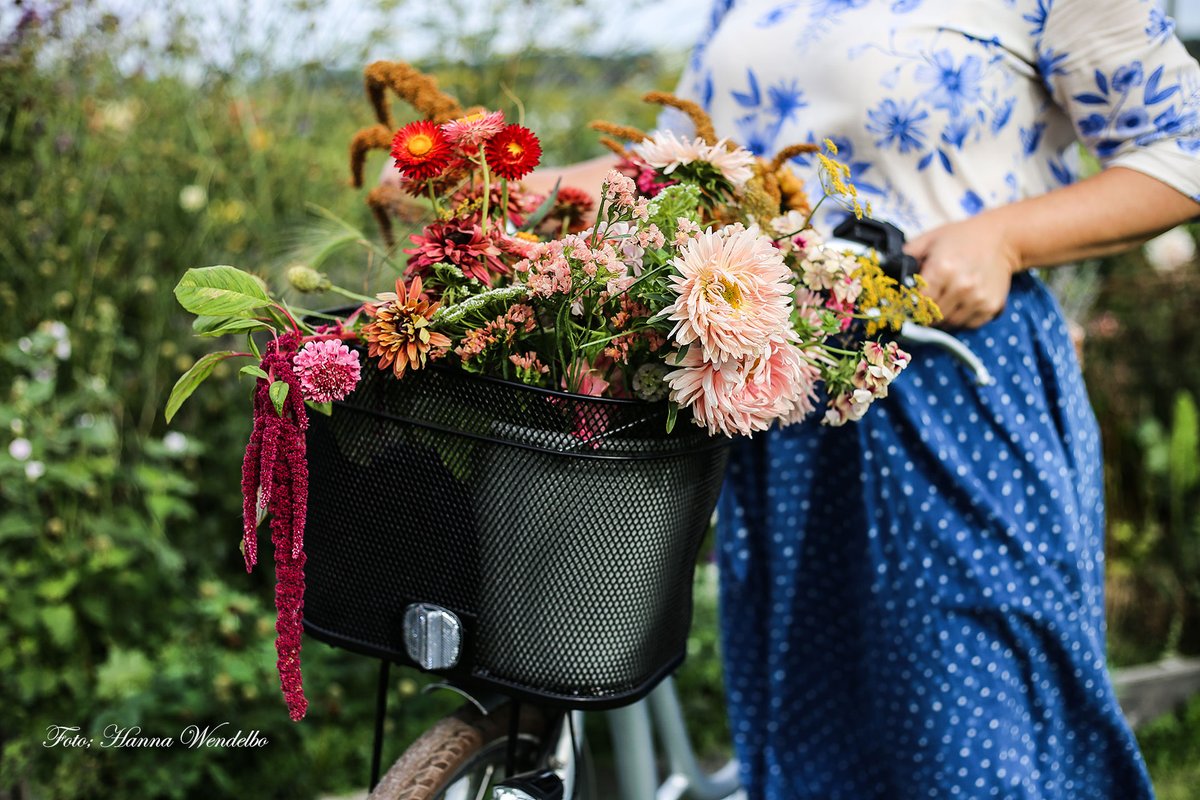 listitsweden's tweet photo. Ny guide ska locka fler att cykla mellan Kattegattledens trädgårdspärlor!
https://t.co/1k9IIwg2l9

Foto: Hanna Wendelbo-Hansson https://t.co/sjxOFpnigj
