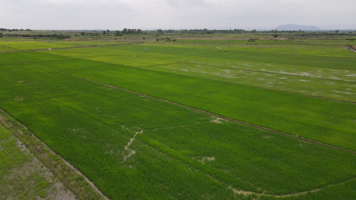 nserewagh's tweet photo. When you sponsor any of our productions, you get to go on field trips to see how things are done on the ground.

Here's a video and photos from our last #Nserewa rice tour.

Read more about us via https://t.co/H1IWqxGonf https://t.co/WdZd73AjJF