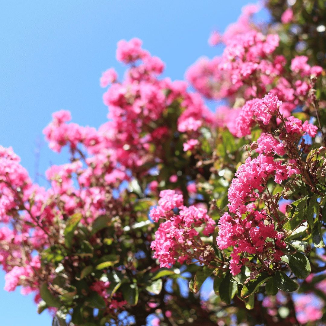cleancutclt's tweet image. Don't let your crepe myrtles suffer from improper pruning! Knowing the right time to trim is crucial for maintaining their health and beauty. Our latest blog post covers everything you need to know. 

#crepemyrtles #pruningtips #landscaping #gardening 

cleancutlandscaping.us/f/when-is-the-…