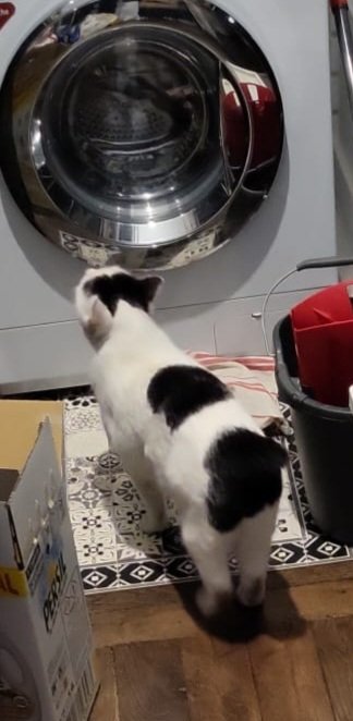 NobzyNobz's tweet photo. Bon, j'pense que c'est un chat de gouttière hein, maiiiis si jamais qqn a perdu son chat dans les alentours de Melun, et qu'il ressemble à ca (blanche avec taches noires, absence de queue)
Faites signe hein
#Chat #Chatdisparu #Melun https://t.co/sW0WRY3E4w
