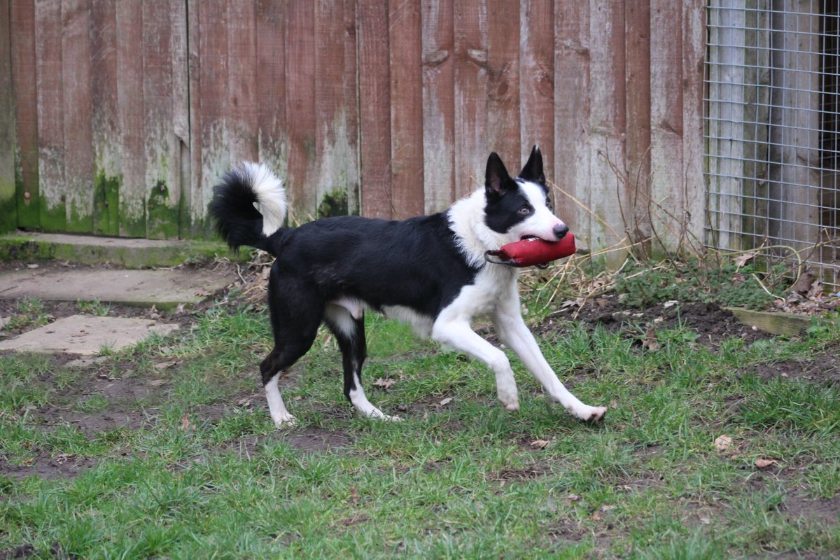 FOSTBCrescue's tweet photo. To let the dogs have fun and to get them to work things out @FOSTBCrescue we teach them to do some fun searching. This is the first time Pip has found his search toy and he's so pleased with himself. https://t.co/HOKCG2nQR4