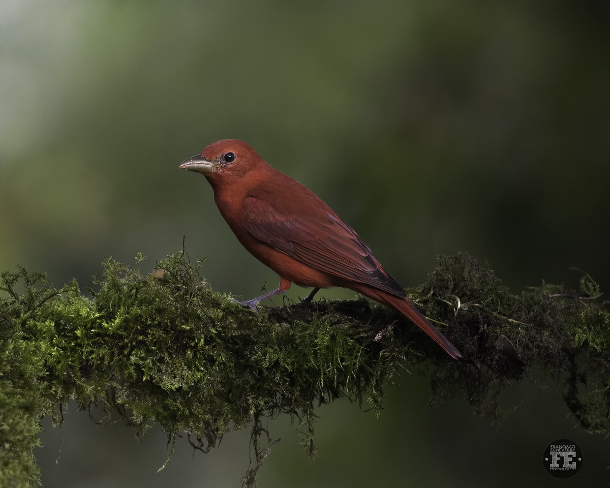 fe_photo_'s tweet photo. Ando por estos lares 🇨🇴 para evitar el invierno del norte. Summer Tanager - Piranga abejera (Piranga rubra) #BirdsSeenIn2023 #BirdsOfTwitter #birdsphotography #NaturePhotography https://t.co/UnMAe2myvO