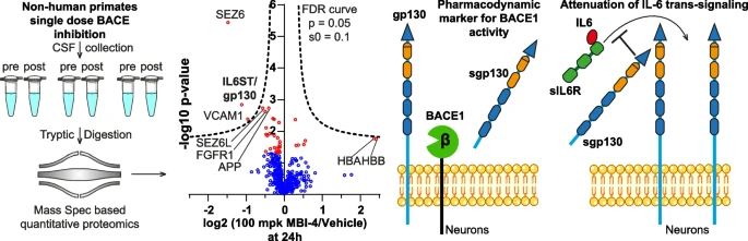 MolNeuro's tweet photo. 'The #AlzheimersDisease-linked protease #BACE1 modulates neuronal IL-6 signaling through shedding of the receptor gp130'

Stephan Müller, Merav Shmueli, Xiao Feng, Stefan Lichtenthaler @DZNE_en @SyNergy_Cluster

https://t.co/AhuzSWdCl2 https://t.co/YFT28IoF5m