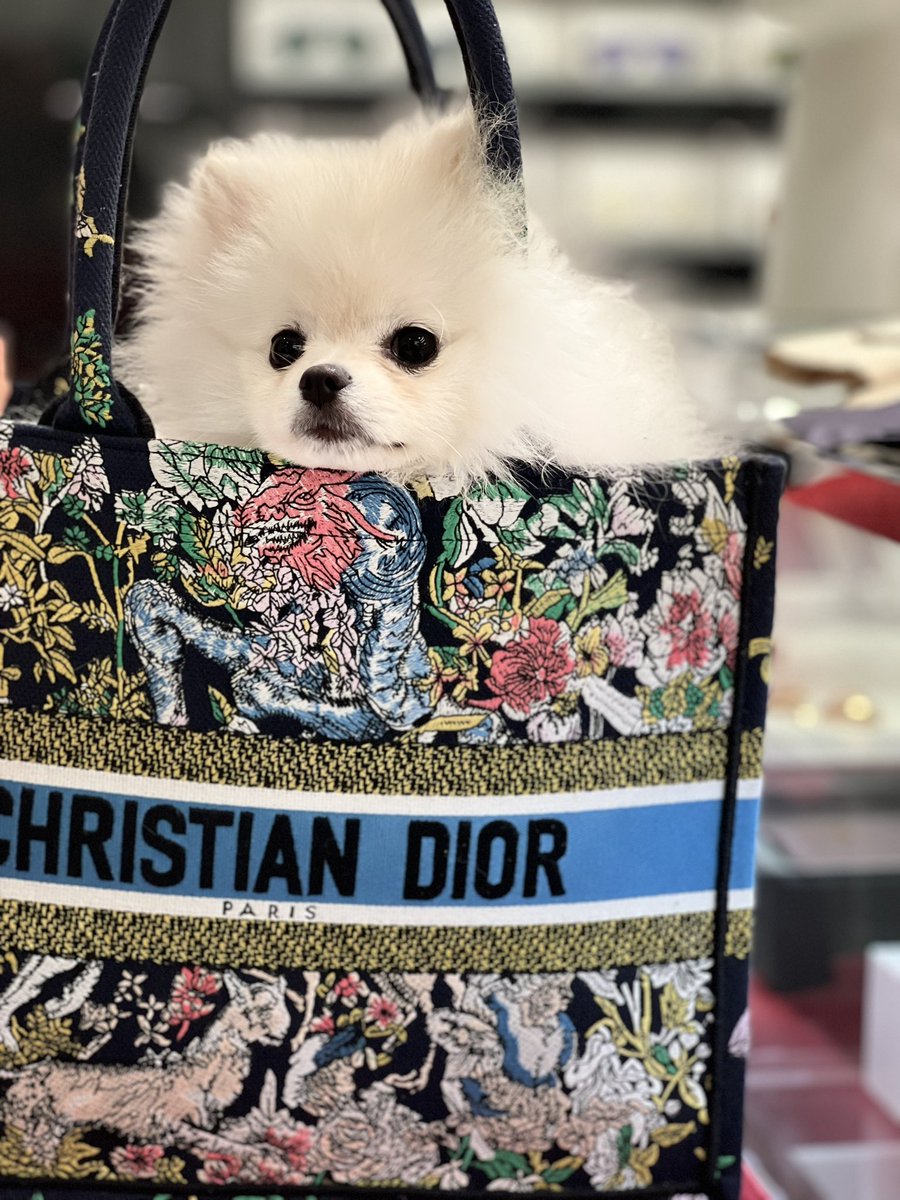 Little shopping never hurt no one <a href="/BalHarbourShops/">Bal Harbour Shops</a> with the little Miss Stella #pomeranian <a href="/Dior/">Dior</a> #handbag #fashion #doggy #pom #balharbourshops #miami #therishow #theri #makinghistori