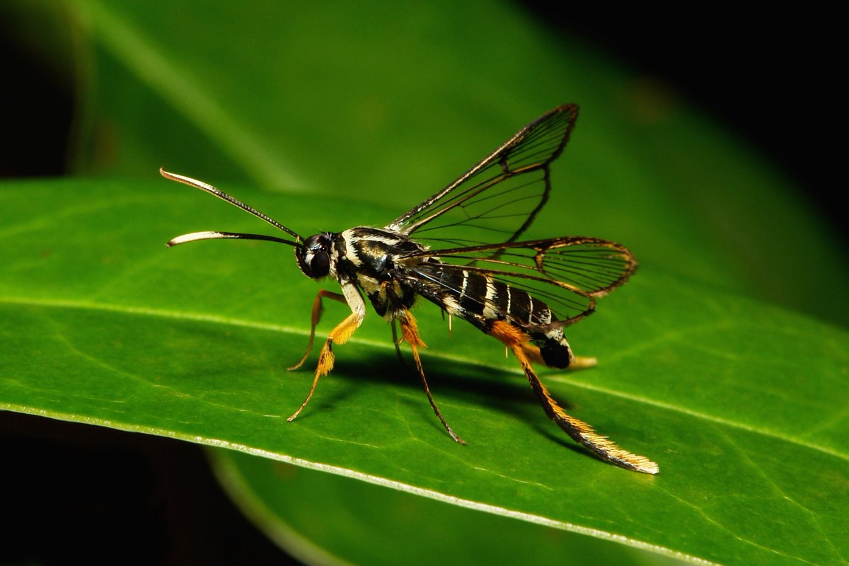 D. Allan Drummond Art on Twitter: 