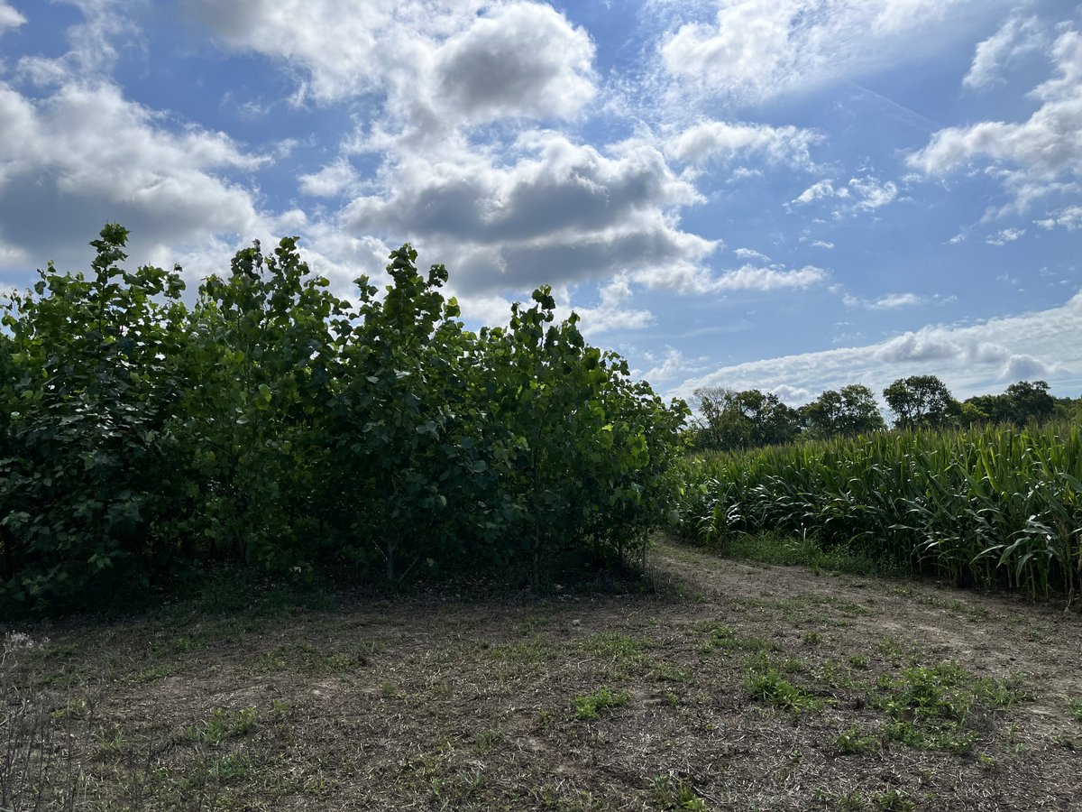 SiegertHydroLab's tweet photo. JOB ANNOUNCEMENT: Forestry Research Technician. Come work with us at #MSSTATE to help run research sites and field trials. 

Application details here - https://t.co/TCYTFbWHHS

@silviculture @MSU_CFR https://t.co/Yw6cD1qOpn