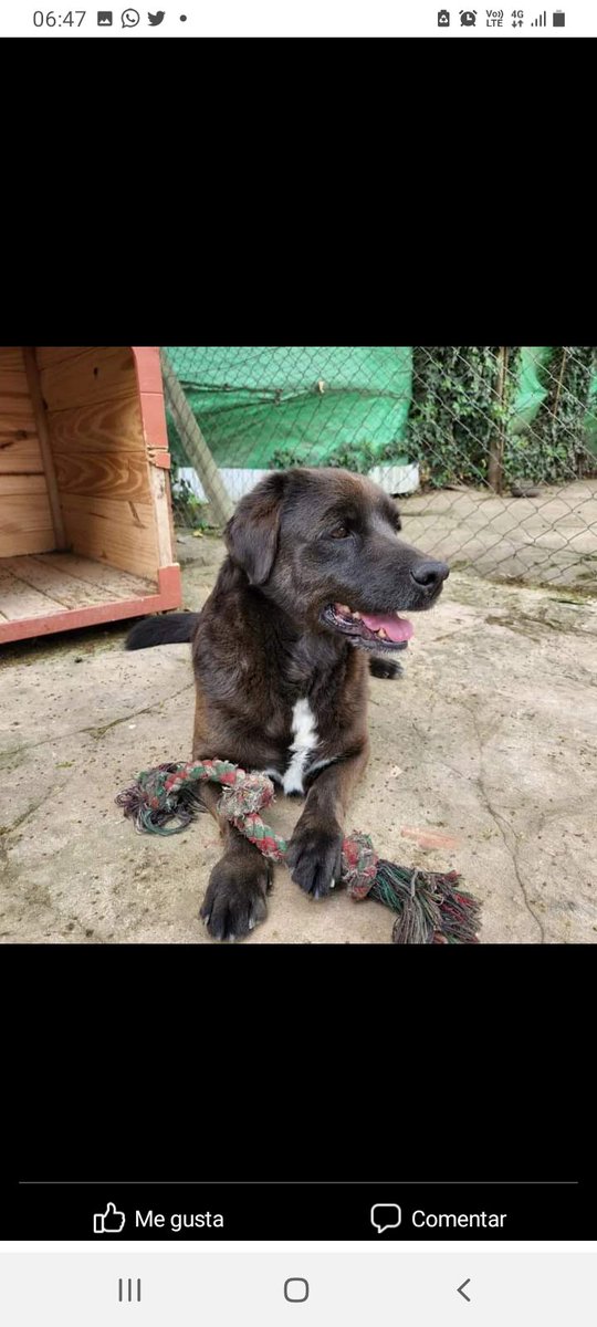 Corchito, desde cachorro solo conoció el maltrato, hambre, e indiferencia. Es un paticorto divino, jugueton, con ganas de conocer una verdadera familia. Nos das una pata para que lo logre. Gracias. 1164220819.
