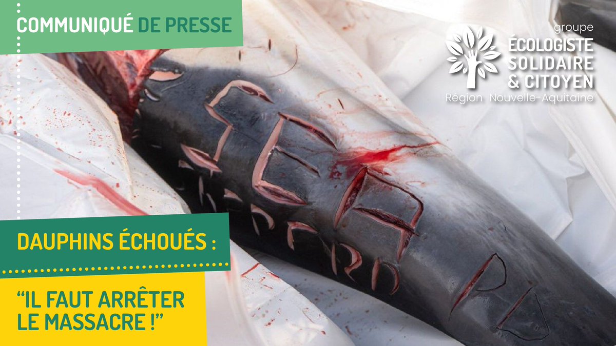 ElusEELVNvleAqu's tweet photo. Nous condamnons les actes barbares commis sur un dauphin & les propos homophobes visant @SeaShepherdFran ❌
367🐬échoués en 2 mois sur la côte atlantique ! Il est urgent de réunir les acteurs impliqués pour mieux protéger la biodiversité 👇
https://t.co/0epzaHboxL
#pechedurable https://t.co/u1V5UfJSES